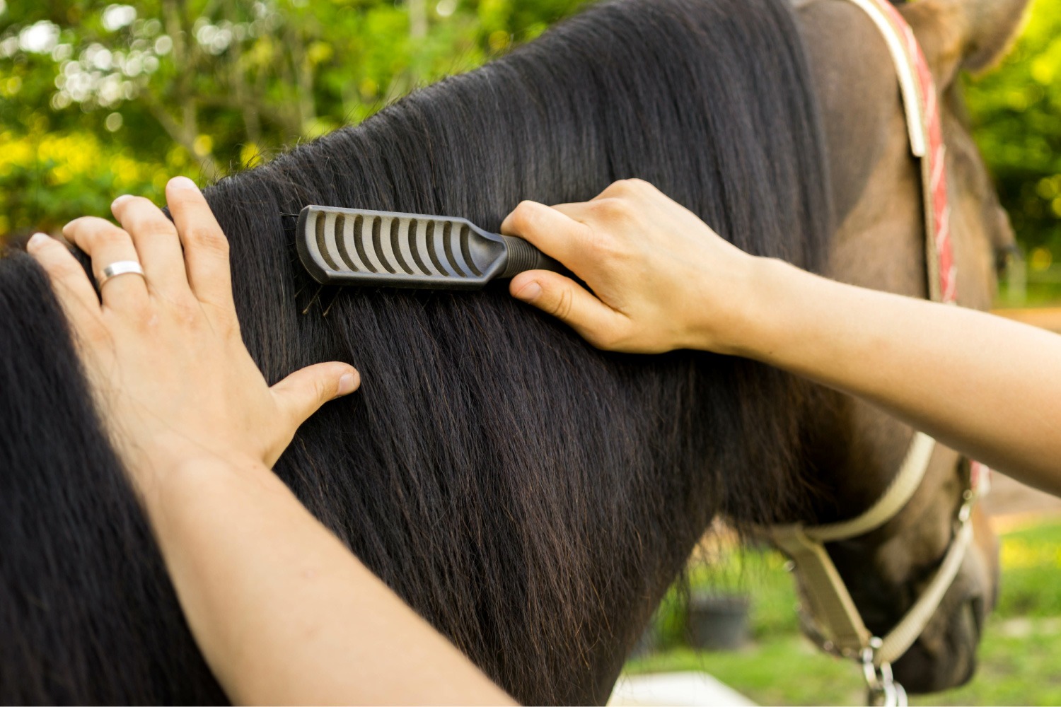 Come mantenere la criniera e la coda del cavallo sane e brillanti?